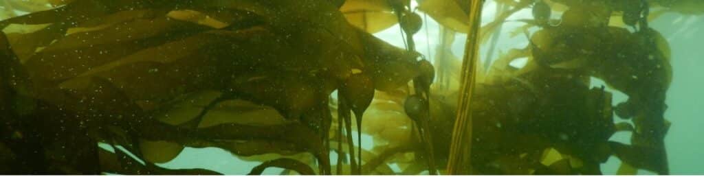 Collaborative Bull Kelp Restoration Blog Banner