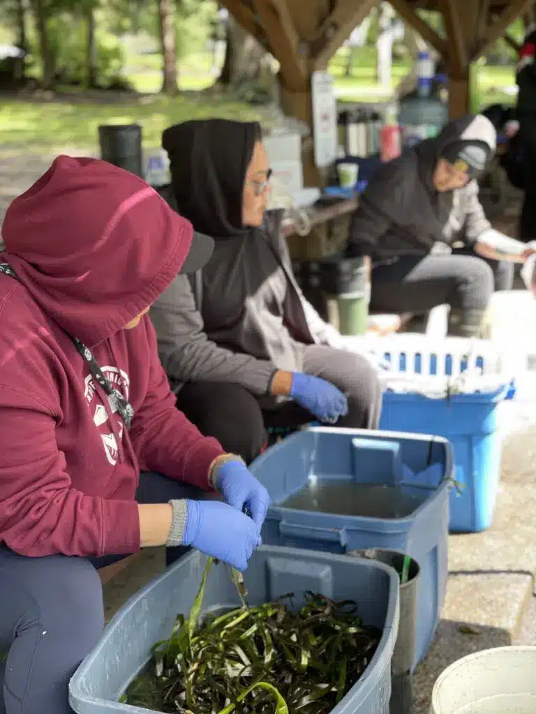 ourhabitats_eelgrass-restoration
