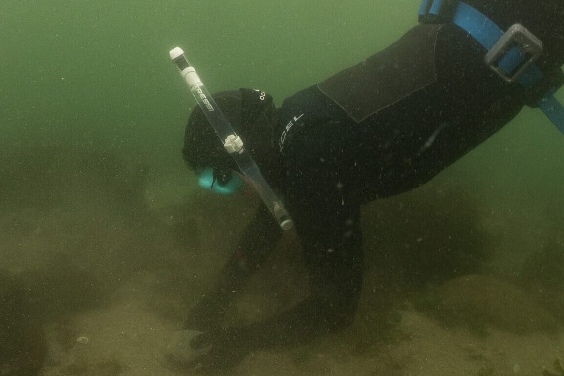 Snorkelers swimming kelp spore-seeded rocks to the restoration site and placing them on the seafloor.